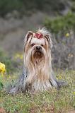YORKSHIRE TERRIER 005